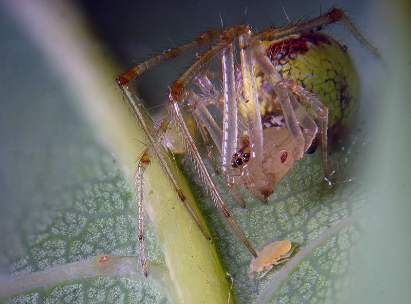 Theridion varians  -  Albizzate (VA)